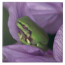 Search for tree frog tiles Amphibian