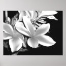 Search for plumeria posters Pretty