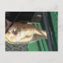 Search for yellow cat postcards Feline