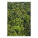 Search for pete art Rainforest