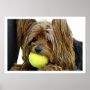 Search for yorkie lover posters Cute