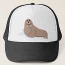 Search for walrus hats Ocean
