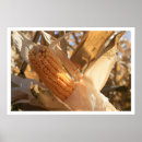 Search for corn field posters Harvest