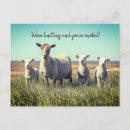 Search for sheep lamb postcards Lambs