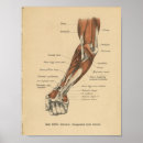 Search for forearm Anatomy
