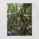 Search for cypress Cypress tree