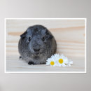Search for cute guinea pig posters Pets