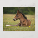 Search for filly postcards Bay