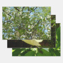 Search for dogwood wrapping paper Nature