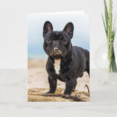 Search for french bulldog cards Purebred