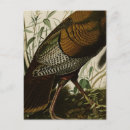 Search for john wilde postcards Turkey