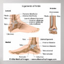 Search for ankles posters Anatomy