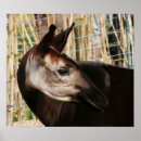 Search for okapi posters Zoo