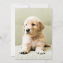 Search for golden retriever thank you cards Young animal
