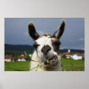Search for llama animal posters Face