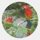Search for ara gift wrap Birds