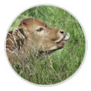 Search for cow knobs and pulls Farm animal