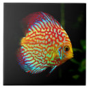 Search for aquarium tiles Tropical fish