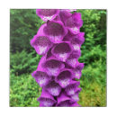 Search for foxgloves tiles Pink