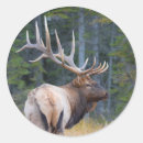 Search for bull elk stickers Antlers
