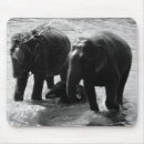 Search for elephant mousepads Photograph