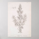 Search for vintage herb posters Rosemary