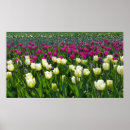 Search for spring time posters Tulip