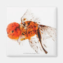 Search for calico magnets Animal