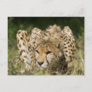Search for acinonyx jubatus postcards Animal