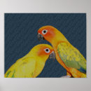 Search for sun conures art Animal