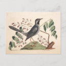 Search for bird postcards Vintage