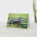 Search for colts cards Appaloosa