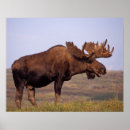 Search for moose posters Antler