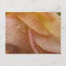 Search for pink petals postcards Abstract