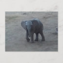 Search for elephants baby postcards Animal