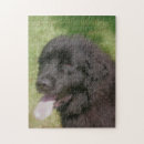 Search for newfoundland dog puzzles Animal