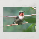 Search for ruby throated postcards Nature