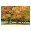 Search for maple trees posters Massachusetts