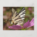 Search for endangered cards invites Close up