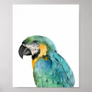 Search for gold macaw posters Tropical