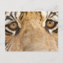 Search for tiger eyes postcards Animal