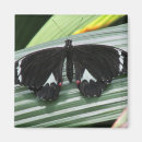 Search for tropical butterfly magnets Nature