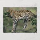 Search for pardus Wild