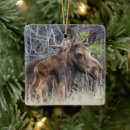 Search for moose christmas tree decorations Animals