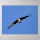 Search for baby eagle posters Wildlife