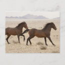 Search for aus postcards Desert
