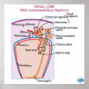 Search for kidney art Anatomy