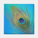Search for peacock feathers magnets Wildlife