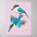 Search for kingfisher posters Colorful