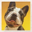 Search for bulldog coasters Photography